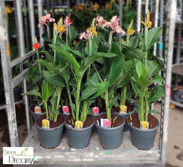 <h4>CANNA CANNOVA GEM</h4>