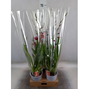 Burrageara  'Nelly Isler'