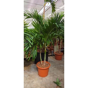 Veitchia merrillii 2pp