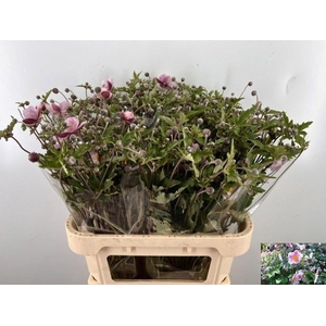 ANEM JAPONICA ANEM OV