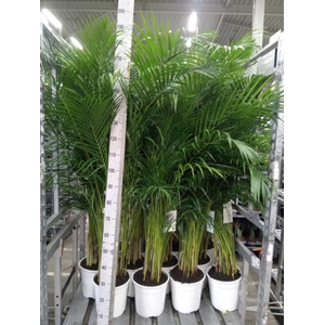 Dypsis lutescens   ...Chrysalidoca