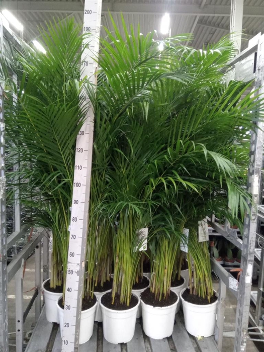 <h4>Dypsis lutescens   ...Chrysalidoca</h4>