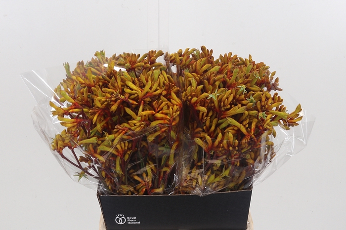 <h4>Anigozanthos Orange Velvet</h4>