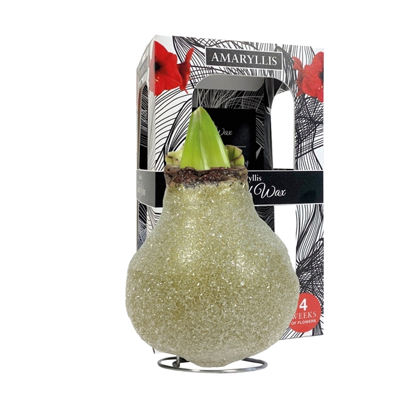 <h4>Amaryllis Touch of Wax Glamour Gold 6x1, rode bloem, Karton Giftbox</h4>