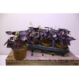 arr8 Oxalis Triangularis