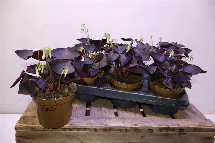 <h4>arr8 Oxalis Triangularis</h4>