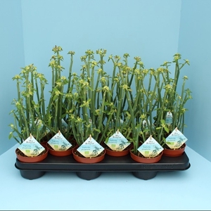 Euphorbia Phosphorea