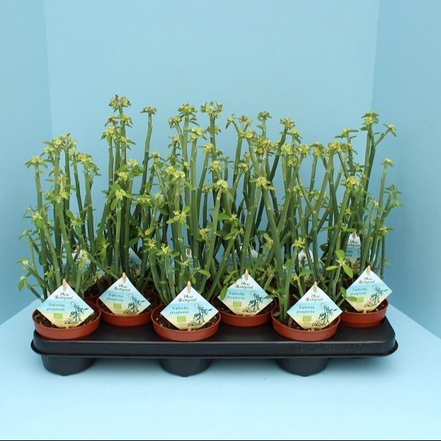 <h4>Euphorbia Phosphorea</h4>