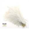 Dried Ostrich Feather White Big