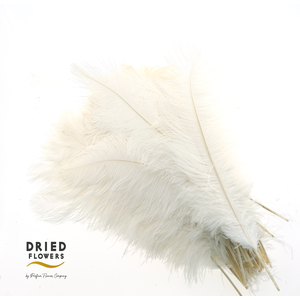 Dried Ostrich Feather White Big