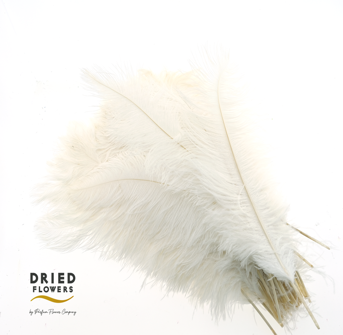 Dried Ostrich Feather White Big