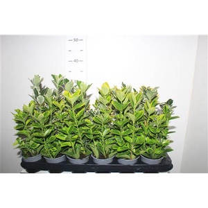 Euonymus Jap Gem