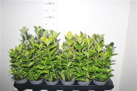 <h4>Euonymus Jap Gem</h4>