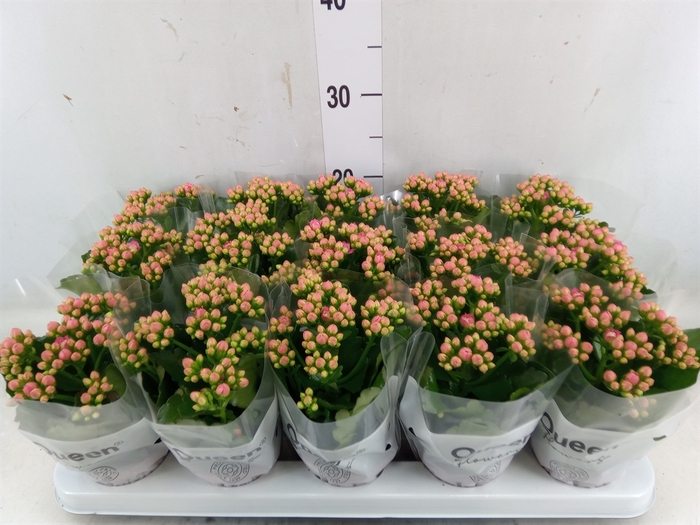 <h4>Kalanchoe  'RoseFlow Audrey'</h4>