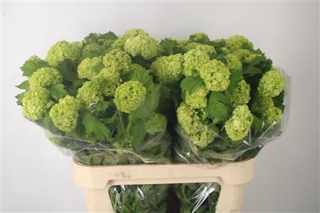 <h4>Viburnum Roseum St</h4>