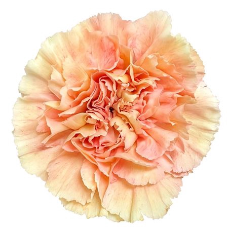 <h4>Dianthus st Creta</h4>