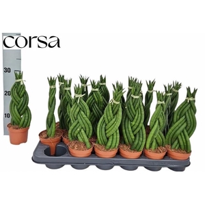 SANSEV TRIFASCIA  OV