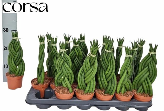 <h4>SANSEV TRIFASCIA  OV</h4>