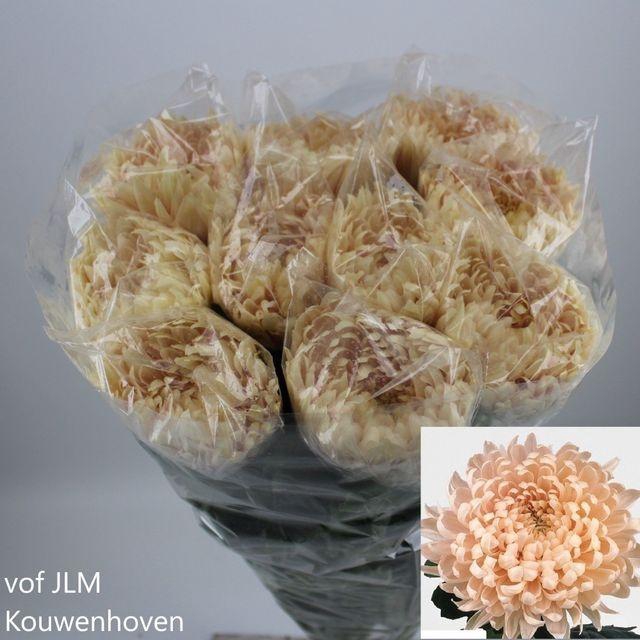 <h4>Chr G Avignon</h4>