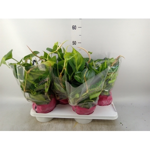 Philodendron scand. 'Brasil'