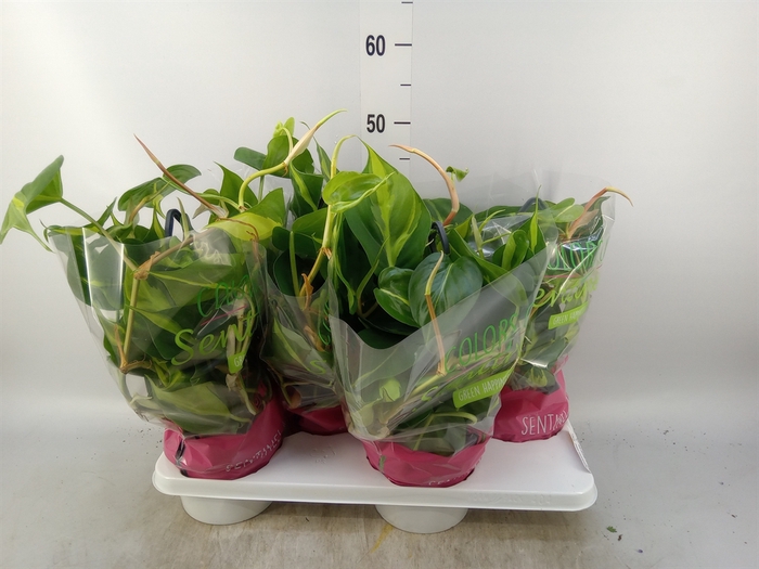 <h4>Philodendron scand. 'Brasil'</h4>