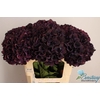 Hydrangea mag dark ruby