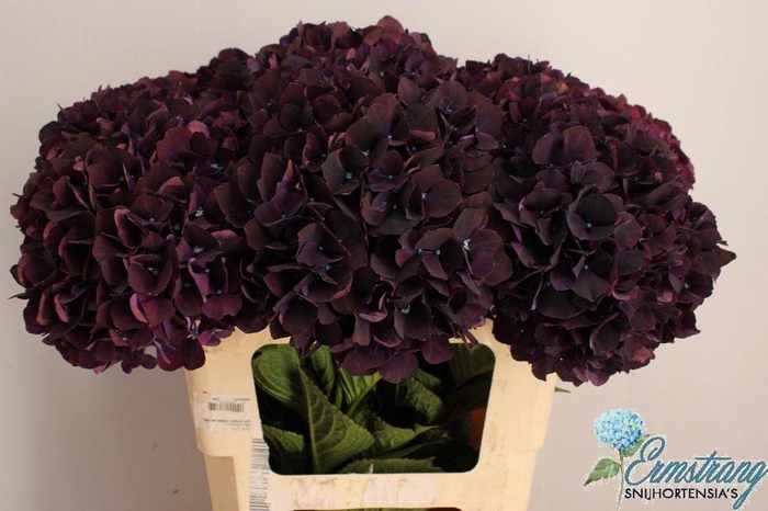 Hydrangea mag dark ruby