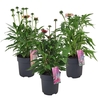 Echinacea purpurea