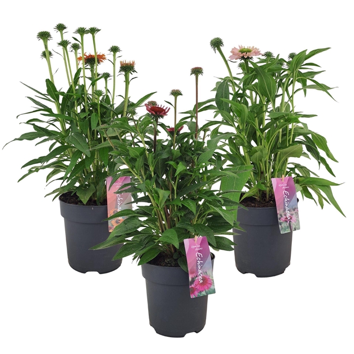 Echinacea purpurea