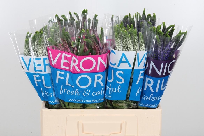 <h4>Veron Smart Gem</h4>