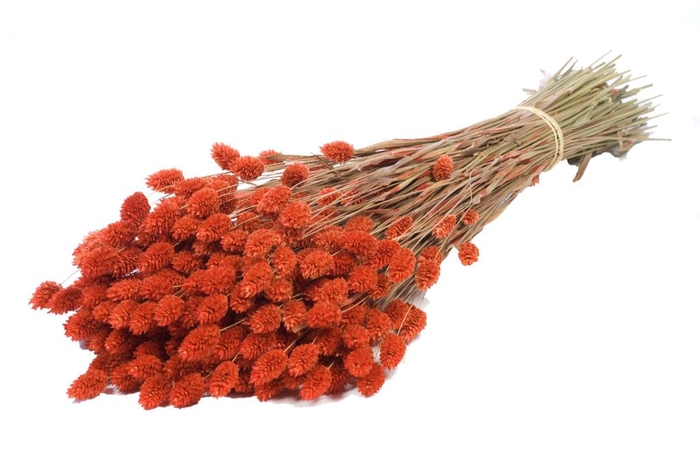 <h4>Phalaris orange</h4>