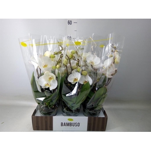 Phalaenopsis   ...white
