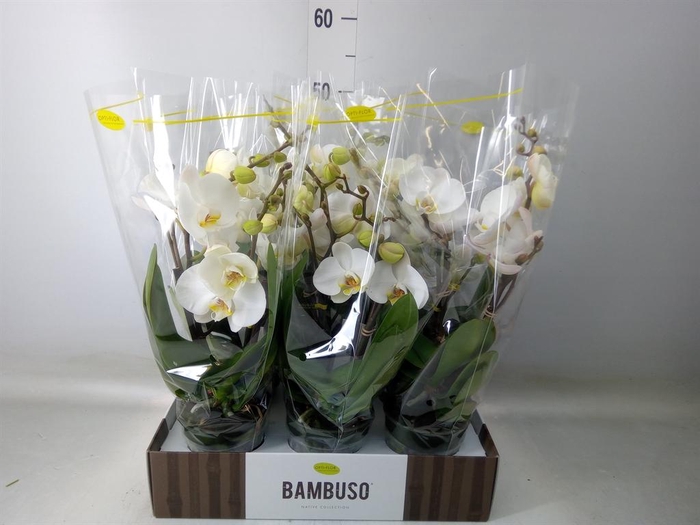 <h4>Phalaenopsis   ...white</h4>