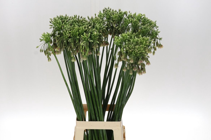 <h4>Allium Nect Siculum Bulgar 90</h4>