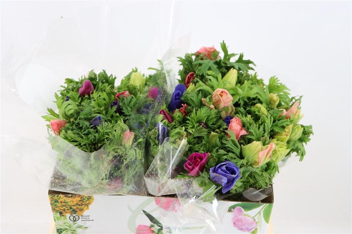 <h4>Anem Marianne Mixed</h4>