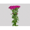 DIANTHUS AMAZON NEON CHERRY 050 CM
