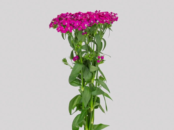 <h4>DIANTHUS AMAZON NEON CHERRY 050 CM</h4>