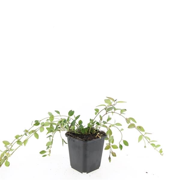<h4>Vinca minor 'Atropurpurea'</h4>