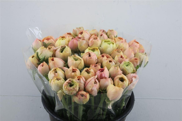 <h4>Ran Cloni Grand Pastel</h4>