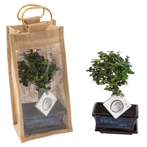 Bonsai Mixed in ø15cm Ceramic in Jute Giftbag Ball Shape