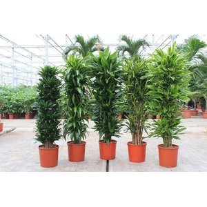 Dracaena fragrans Mixkar 34