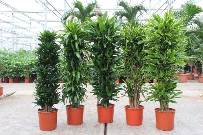 <h4>Dracaena fragrans Mixkar 34</h4>