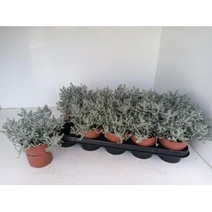 LEUCOPH BROWNII stock