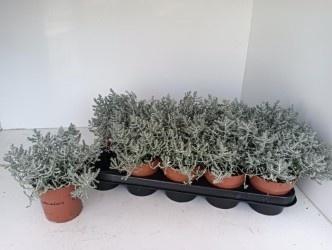 <h4>LEUCOPH BROWNII stock</h4>