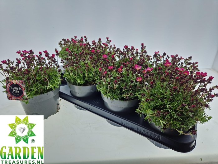 <h4>SAXIF ARENDSII</h4>