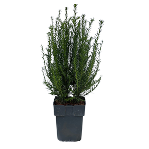 Taxus baccata P17