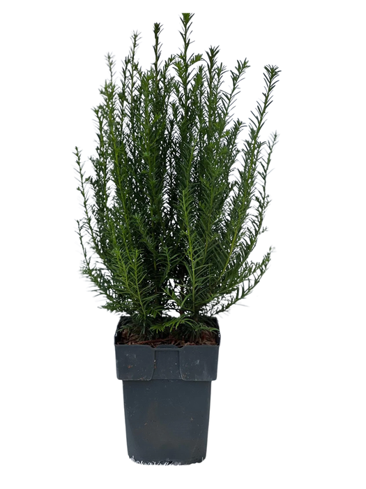 <h4>Taxus baccata P17</h4>