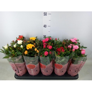 Rosa  'Star Roses'   ...mix 4