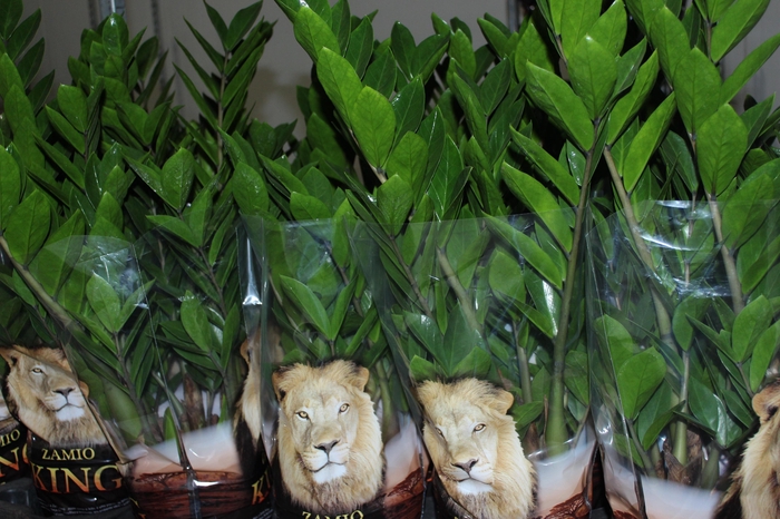 <h4>ZAMIOCULCAS P17</h4>