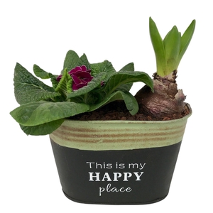 Primula Happy Zink Ovaal Hyacint 640